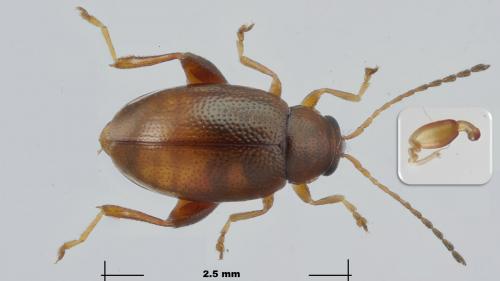 Longitarsus luridus